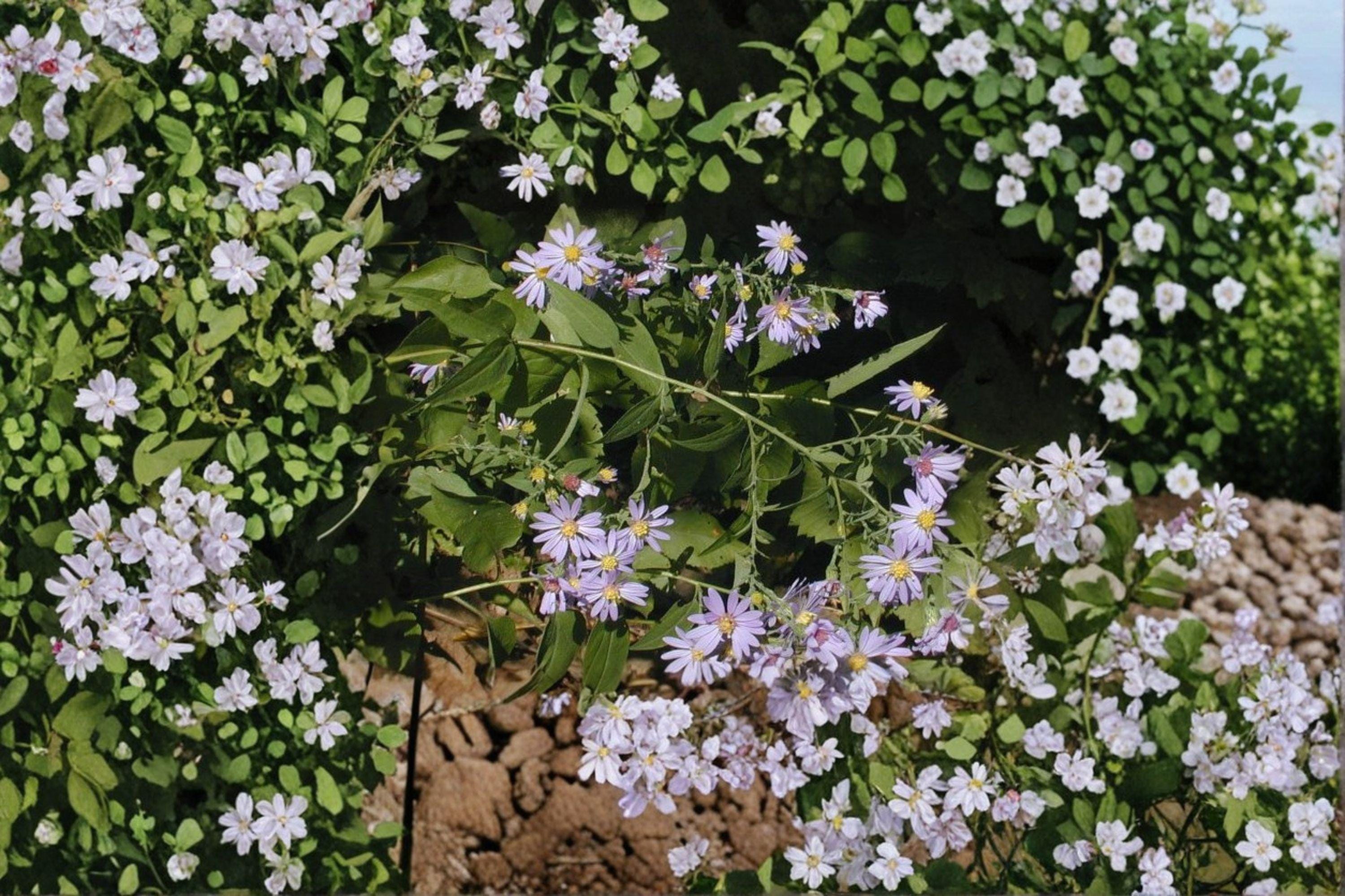 Symphyotrichum shortii – Short's Aster | 100 Seeds | Native Purple Aster Wildflower | Pollinator Garden Plant