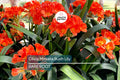 Clivia Miniata Bush Lily – Old Bare Root Plant – Orange Blooms – 15 Leaves – No Flower – Live Plant – Ready to Plant