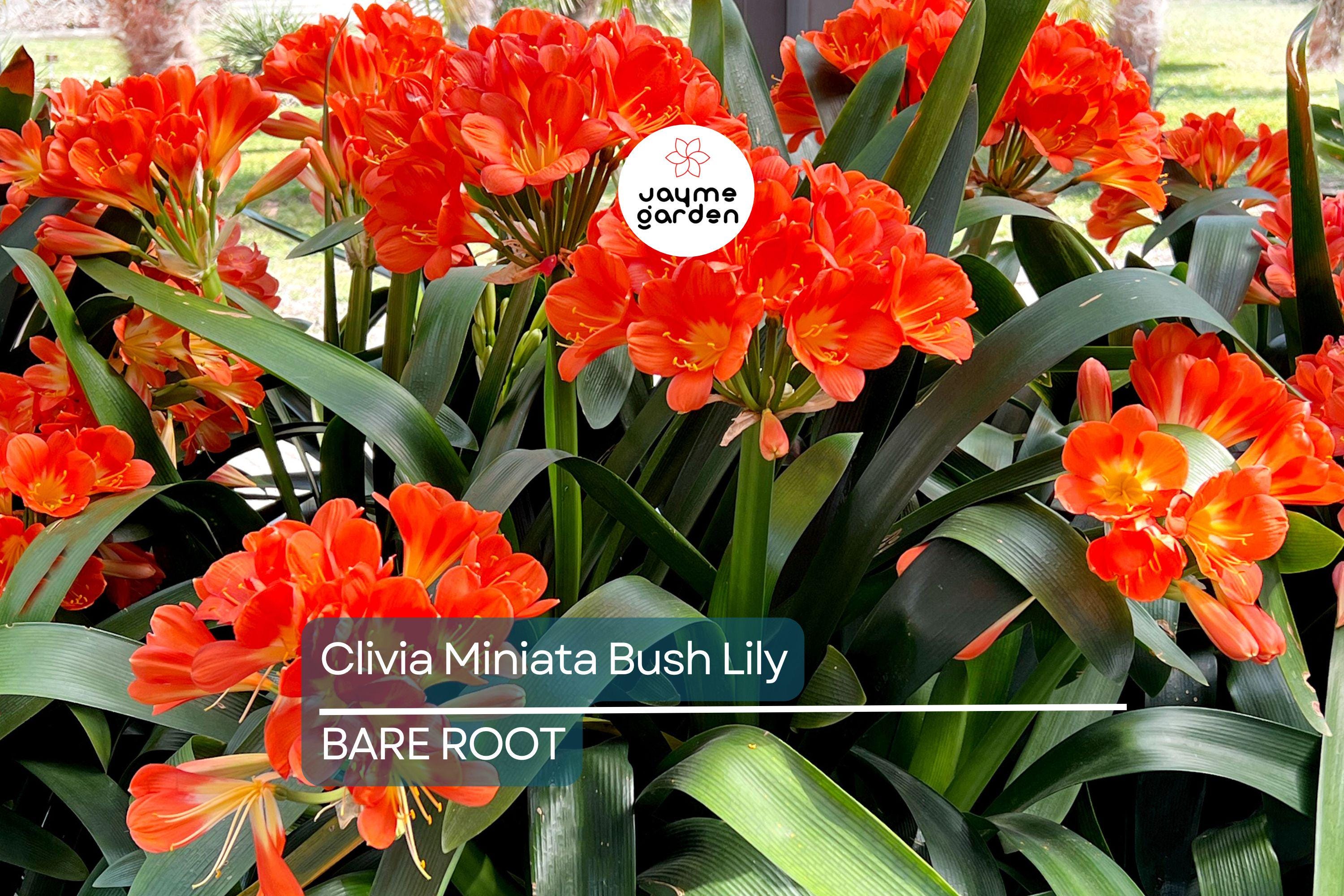 Clivia Miniata Bush Lily – Old Bare Root Plant – Orange Blooms – 15 Leaves – No Flower – Live Plant – Ready to Plant