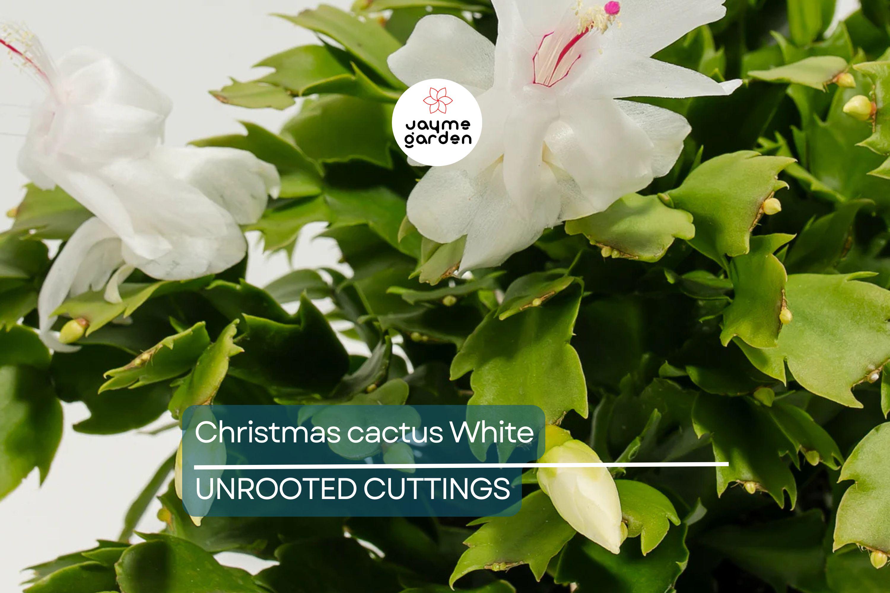 White Christmas Cactus Cuttings (4"-5") | 5 Unrooted Segments | Easy to Grow Holiday Plant | Schlumbergera Starter Plant