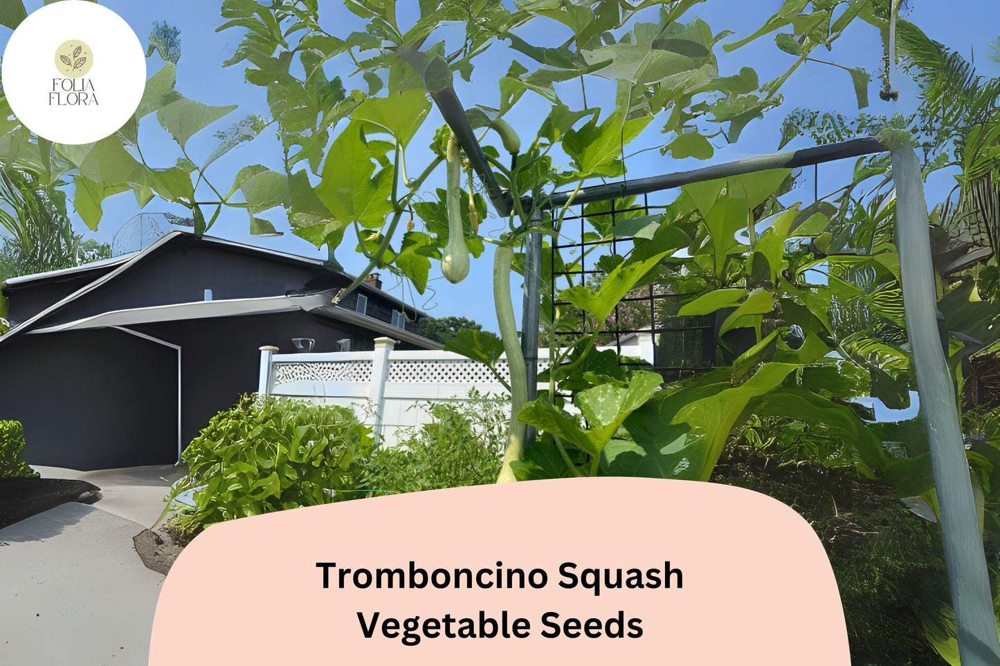 25+ Tromboncino Squash Seeds for Planting | Italian Heirloom Climbing Zucchini | Versatile Summer Vegetable Seeds