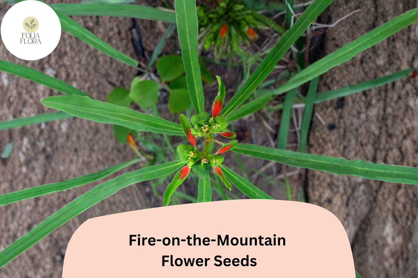 10 Euphorbia cyathophora Seeds | Fire-on-the-Mountain | Bright Annual Wildflower for Garden & Pollinators