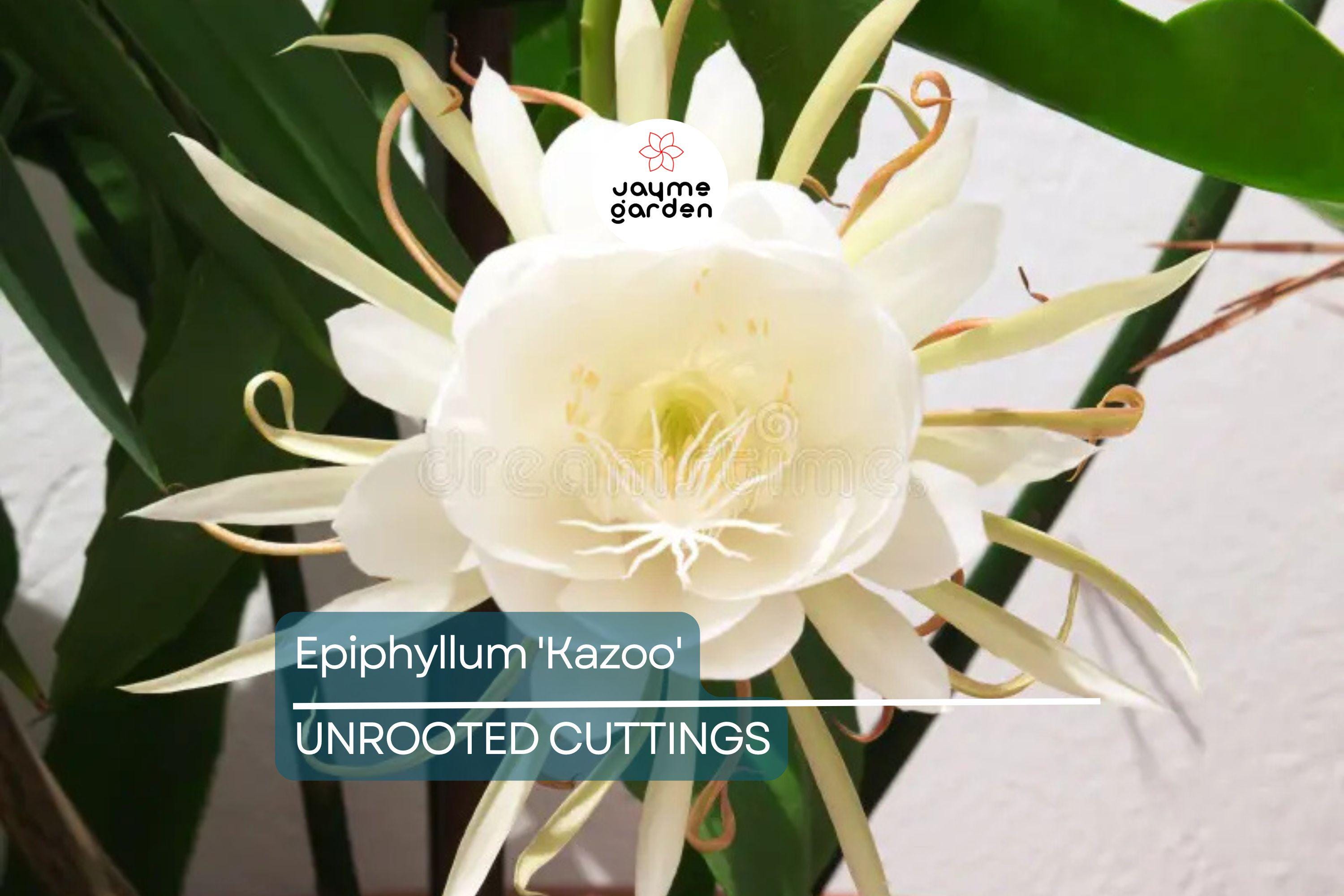 Epiphyllum 'Kazoo' Unrooted Cutting | Rare Orchid Cactus | 6-8" Fresh Cutting | Exotic Epiphyllum Hybrid | Easy to Grow