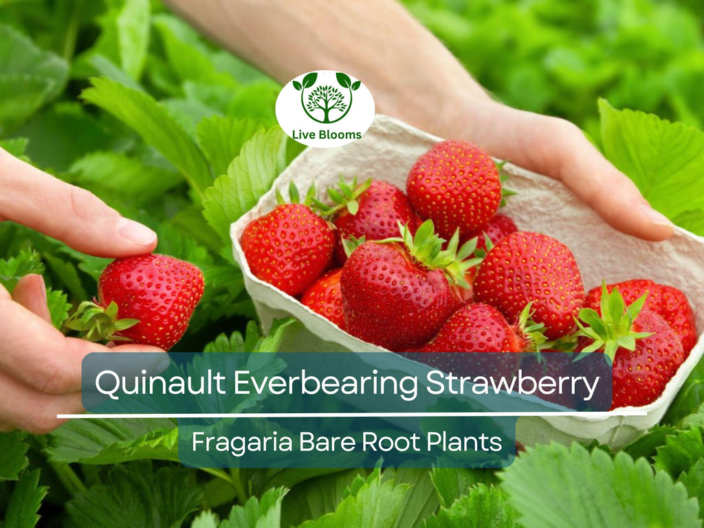 10 Quinault Everbearing Strawberry Plants - Bare Root - Fragaria × ananassa - Sweet, Juicy, Heirloom, Non-GMO, Easy to Grow