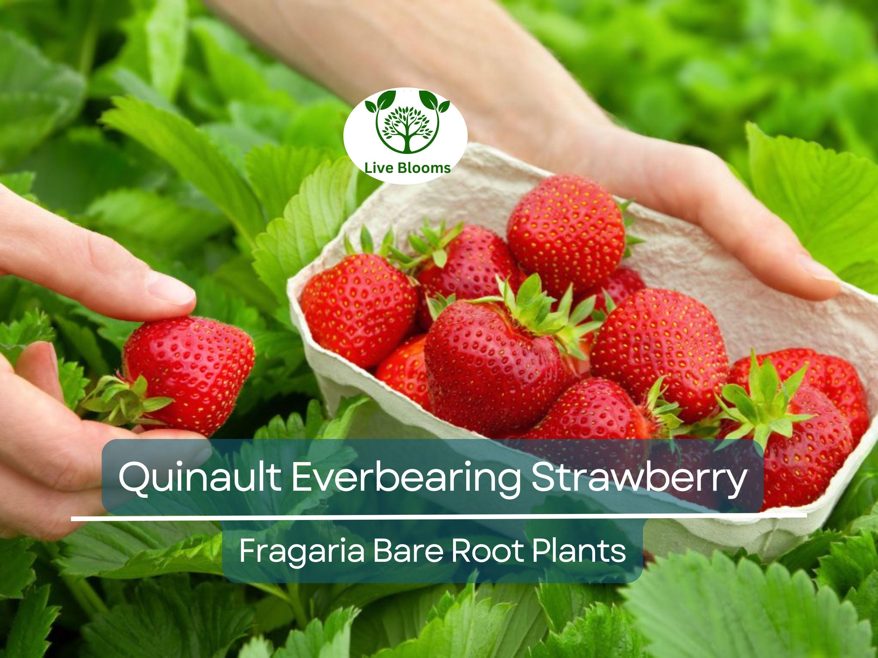 10 Quinault Everbearing Strawberry Plants - Bare Root - Fragaria × ananassa - Sweet, Juicy, Heirloom, Non-GMO, Easy to Grow