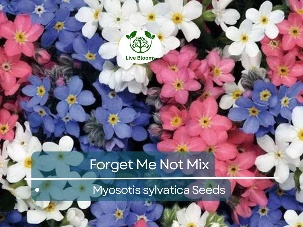 100 Seeds Forget Me Nots Mixed Colors, Perennial Early Blooms, Pollinators, Non-GMO, Myosotis Flowers, Garden Plants, Easy to Grow