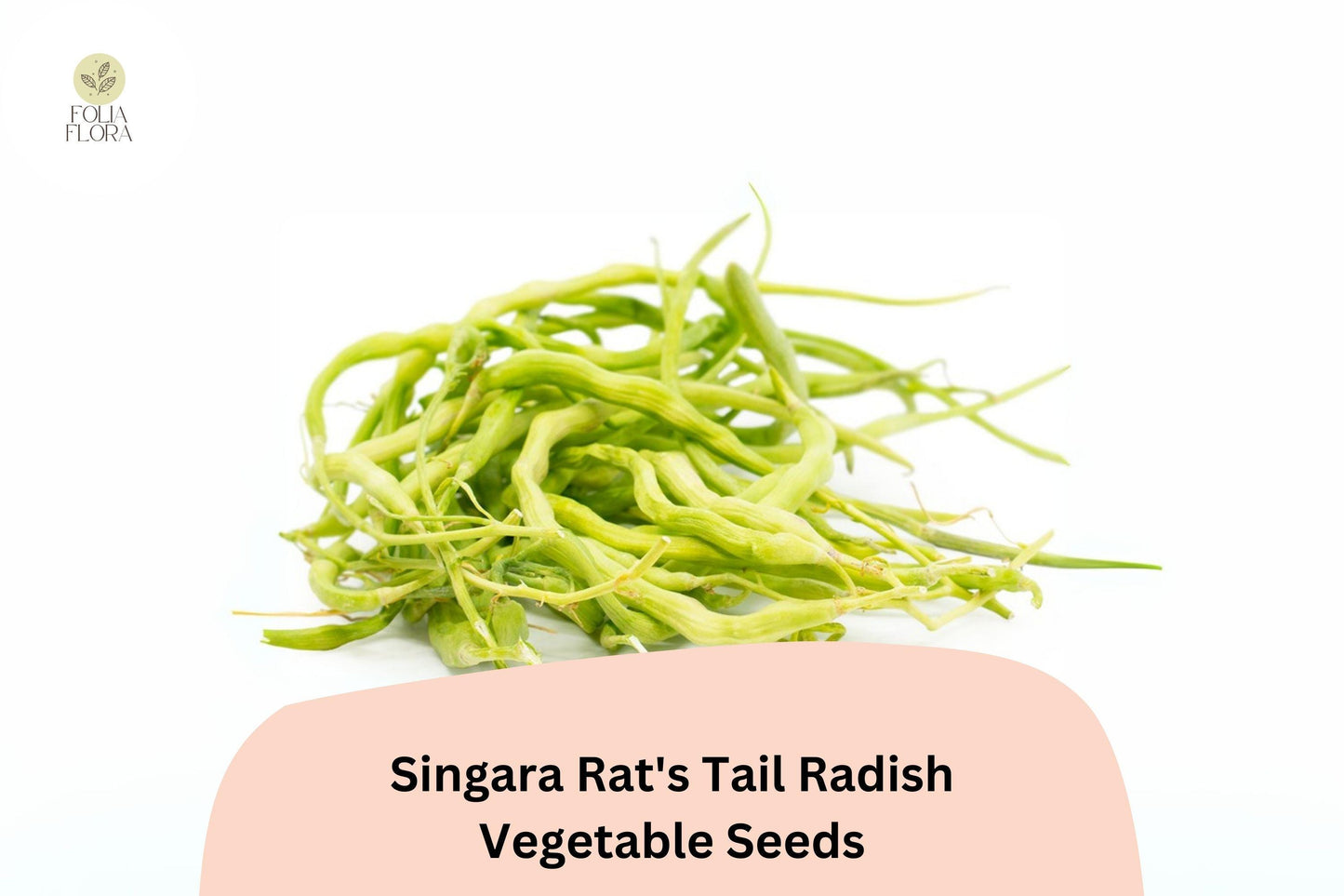 500+ Singara Rat's Tail Radish Seeds – Edible Pods & Heirloom Garden Radish