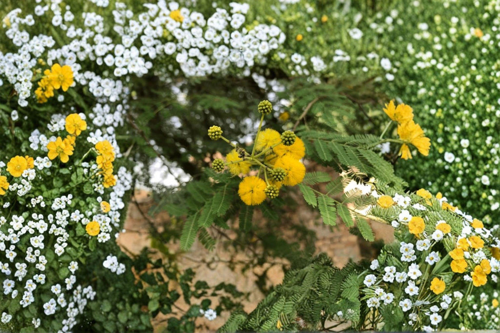 Gum Arabic Tree Seeds – Vachellia nilotica , Medicinal Acacia (5 Seeds)