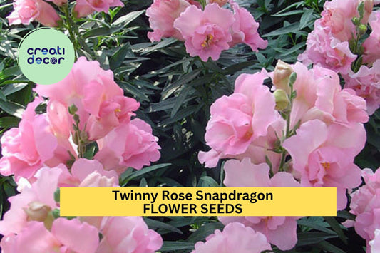 1000+ Twinny Rose Snapdragon Seeds – Ruffled Peach-Pink Blooms for Garden Planting, Compact Double Flowering Variety – USA