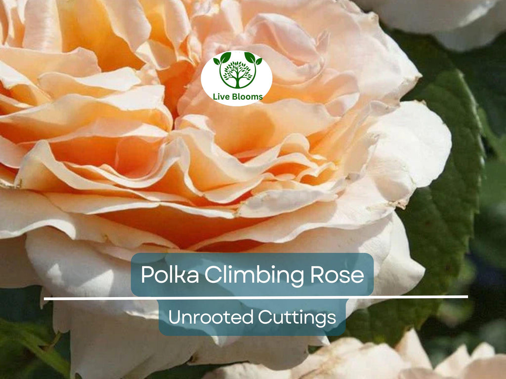 3 Polka Climbing Rose Apricot Unrooted Cuttings Live Fresh, Beautiful Blooming Rose Bush, Perfect for Trellis, Garden, Organic Rose Planting
