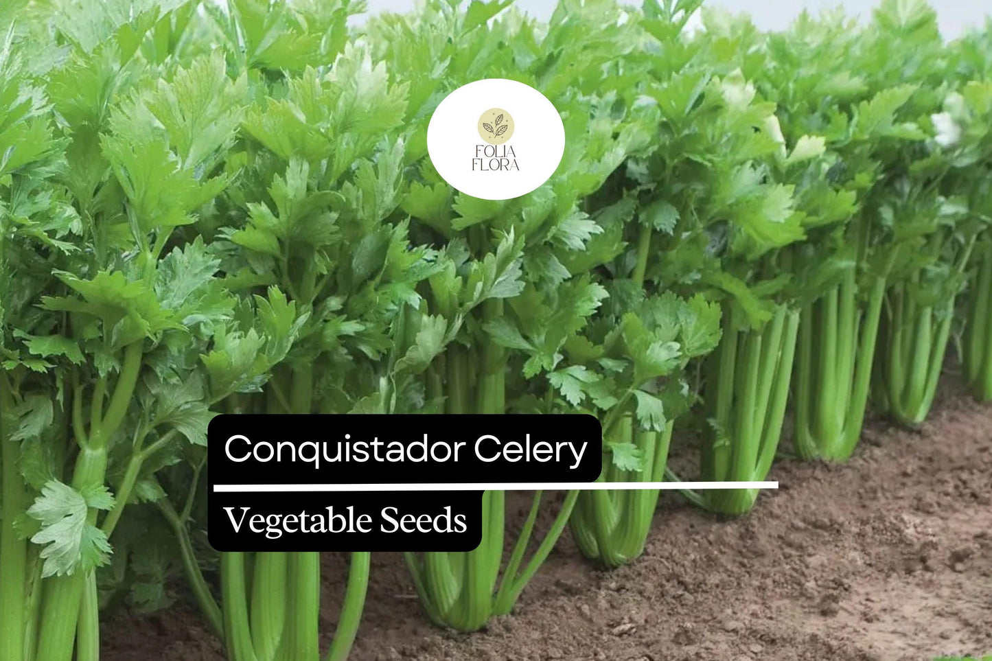 100 Seeds Conquistador Celery (Apium graveolens) – Crisp, Flavorful, High-Yield Variety