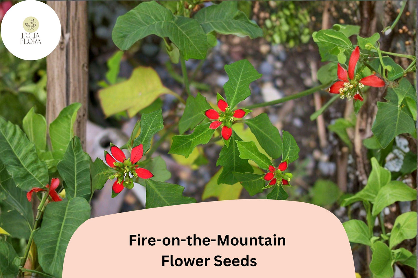10 Euphorbia cyathophora Seeds | Fire-on-the-Mountain | Bright Annual Wildflower for Garden & Pollinators