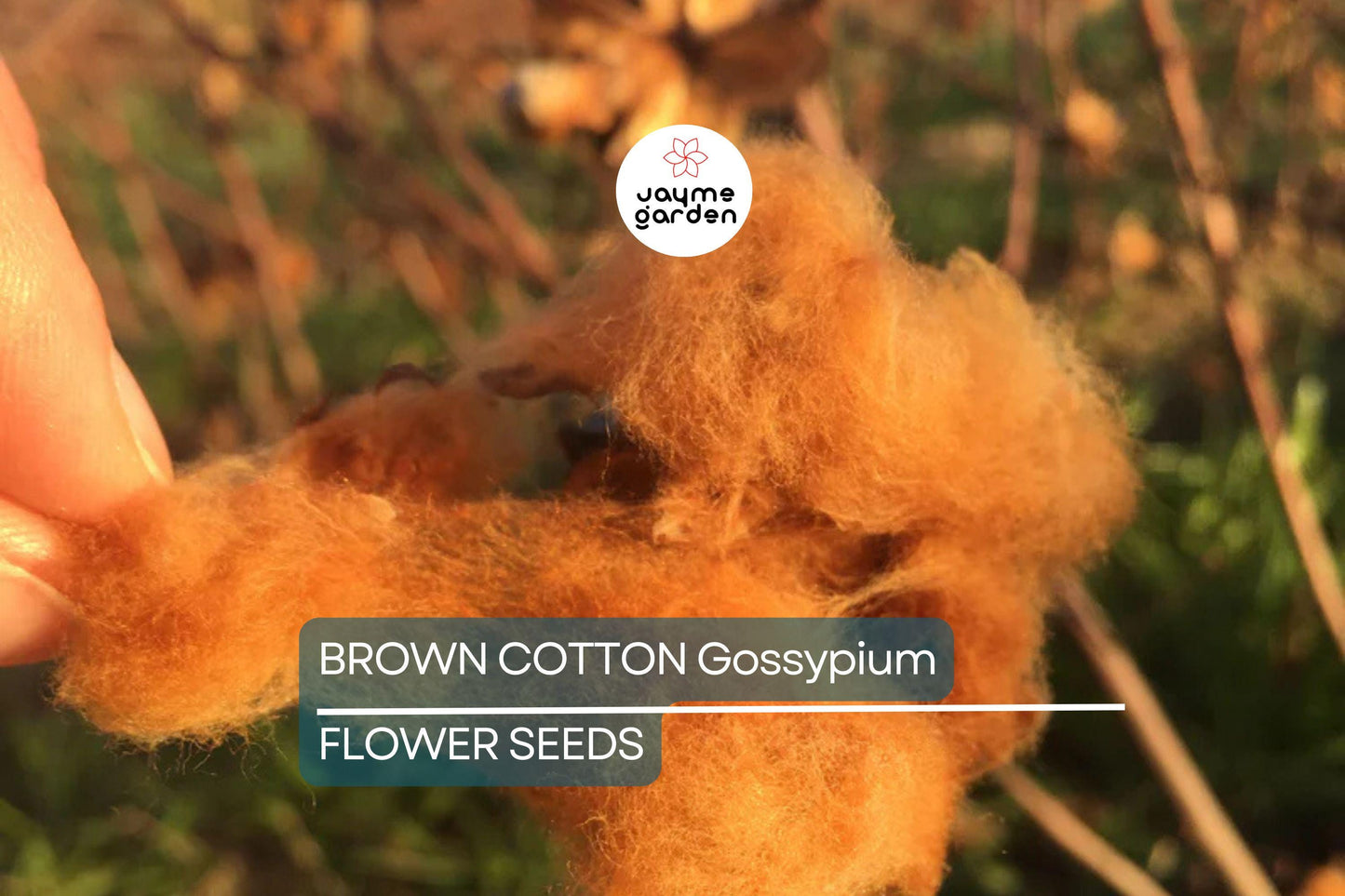 50 Brown Cotton Seeds – Heirloom Gossypium, Non-GMO, USA Seller
