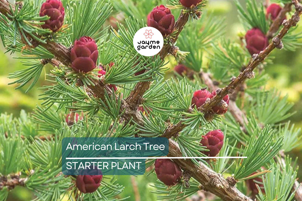 American Larch Tree Live Bare Root, 10–12" Tamarack, Fast Growing, Zone 3–9