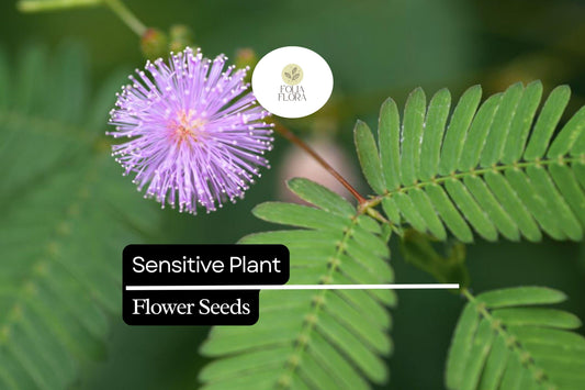 5 Seeds Sensitive Plant (Mimosa microphylla) | Touch-Responsive Leaves | Unique Ground Cover, Pollinator-Friendly, Drought-Tolerant