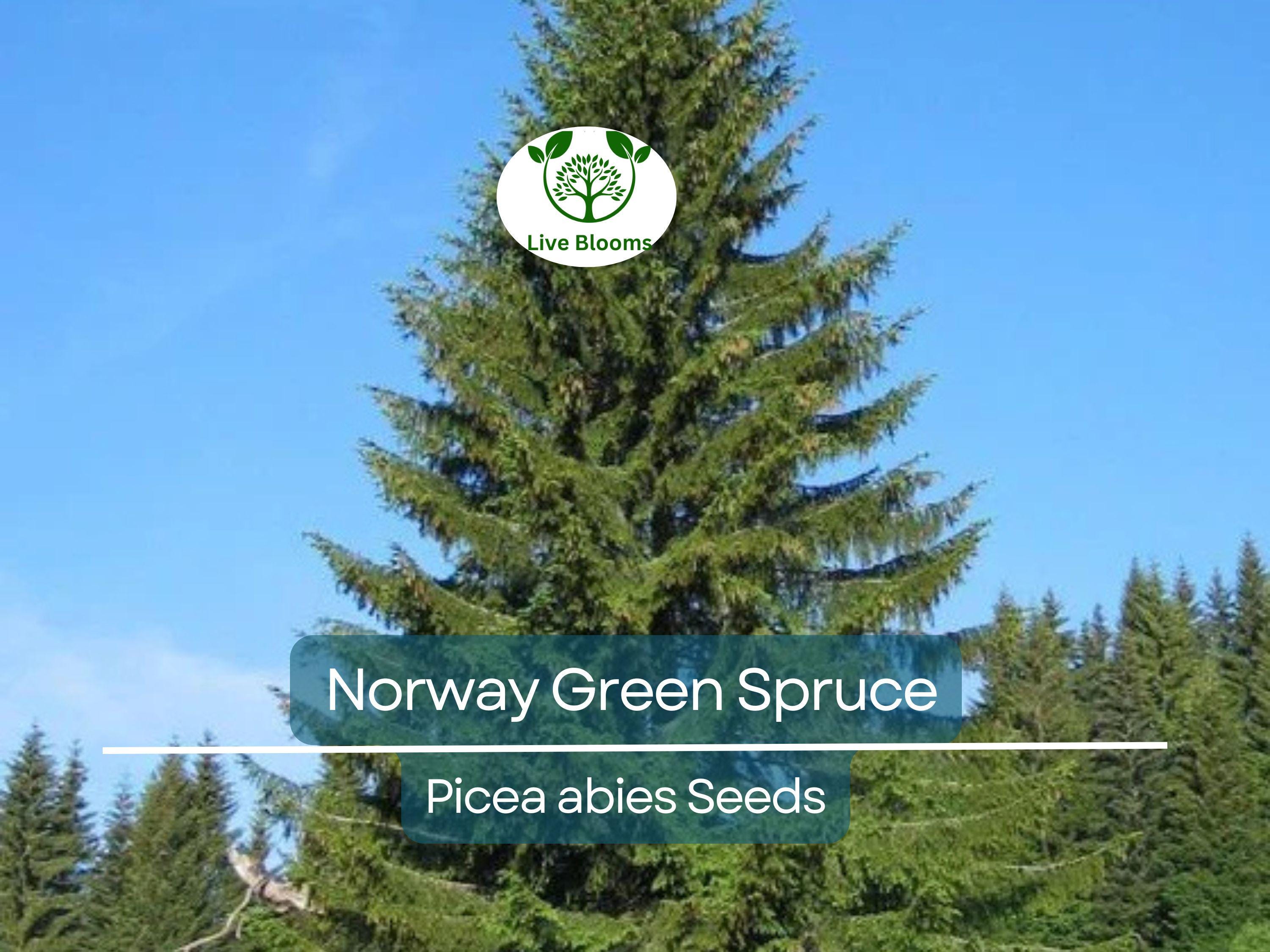 50 Norway Green Spruce Seeds (Picea abies) | Tree Seeds, Evergreen, Hardy Tree, Garden, Landscaping, Holiday Decorations