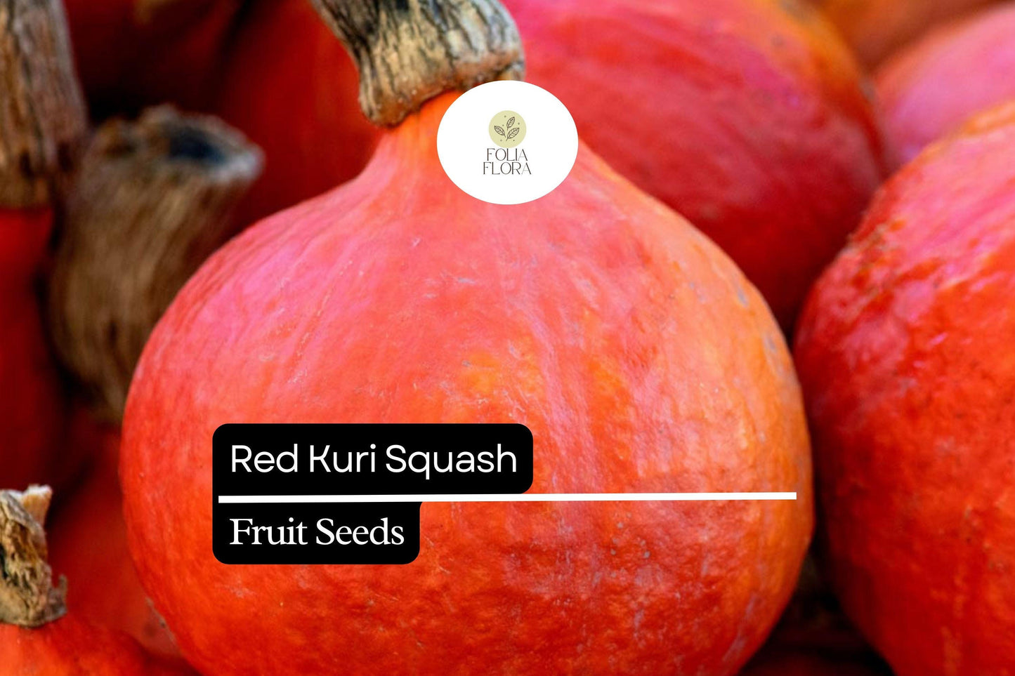 10 Seeds Red Kuri Squash (Cucurbita maxima) – Sweet & Nutty Winter Squash for Roasting and Baking