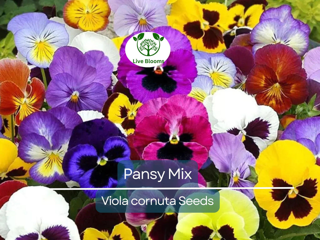 200 Seeds Pansy Mix Heirloom, Viola Flowers, Non-GMO, Edible, Groundcover, Attracts Pollinators, Vibrant Garden Blooms, Easy to Grow