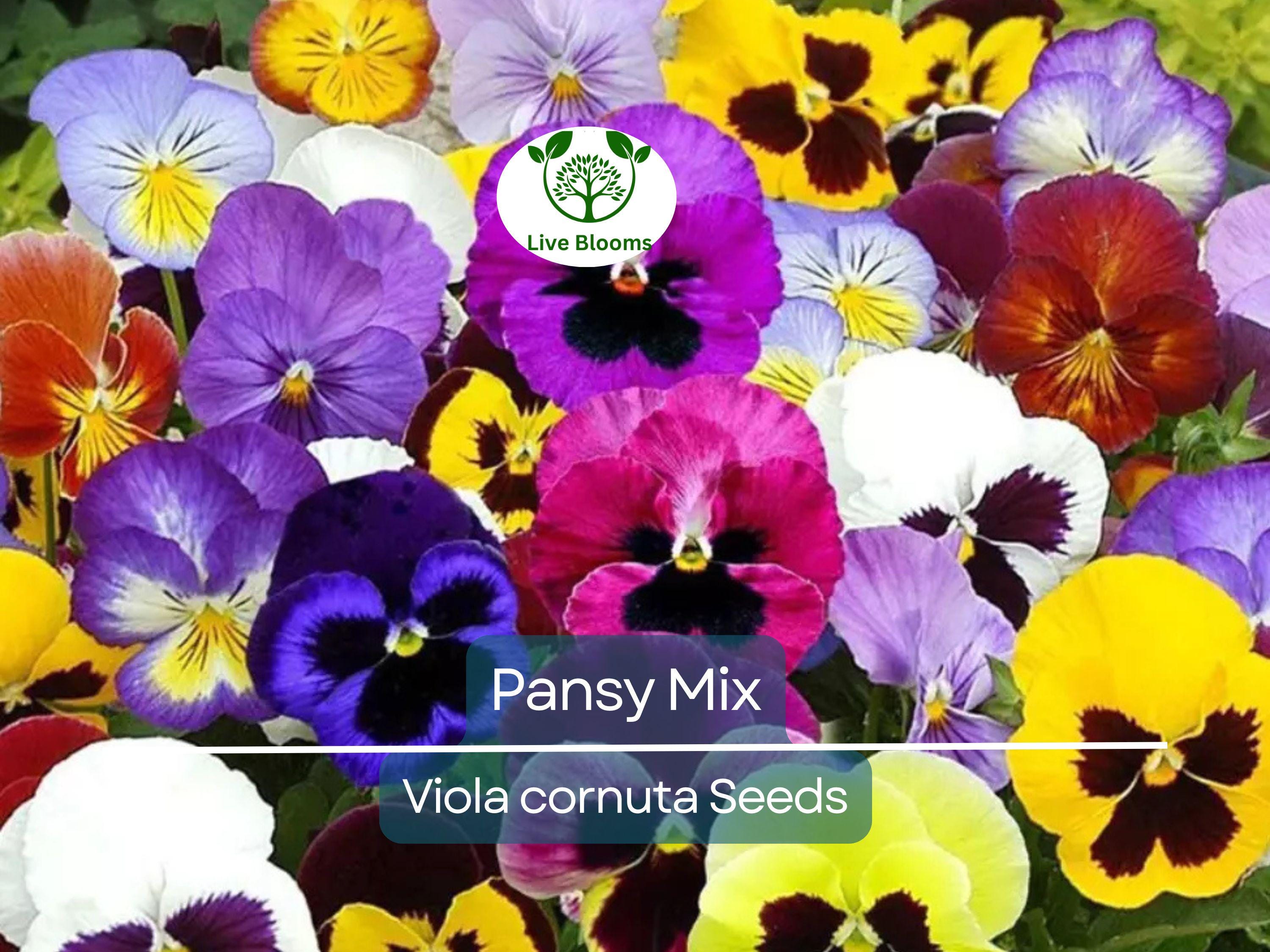 200 Seeds Pansy Mix Heirloom, Viola Flowers, Non-GMO, Edible, Groundcover, Attracts Pollinators, Vibrant Garden Blooms, Easy to Grow