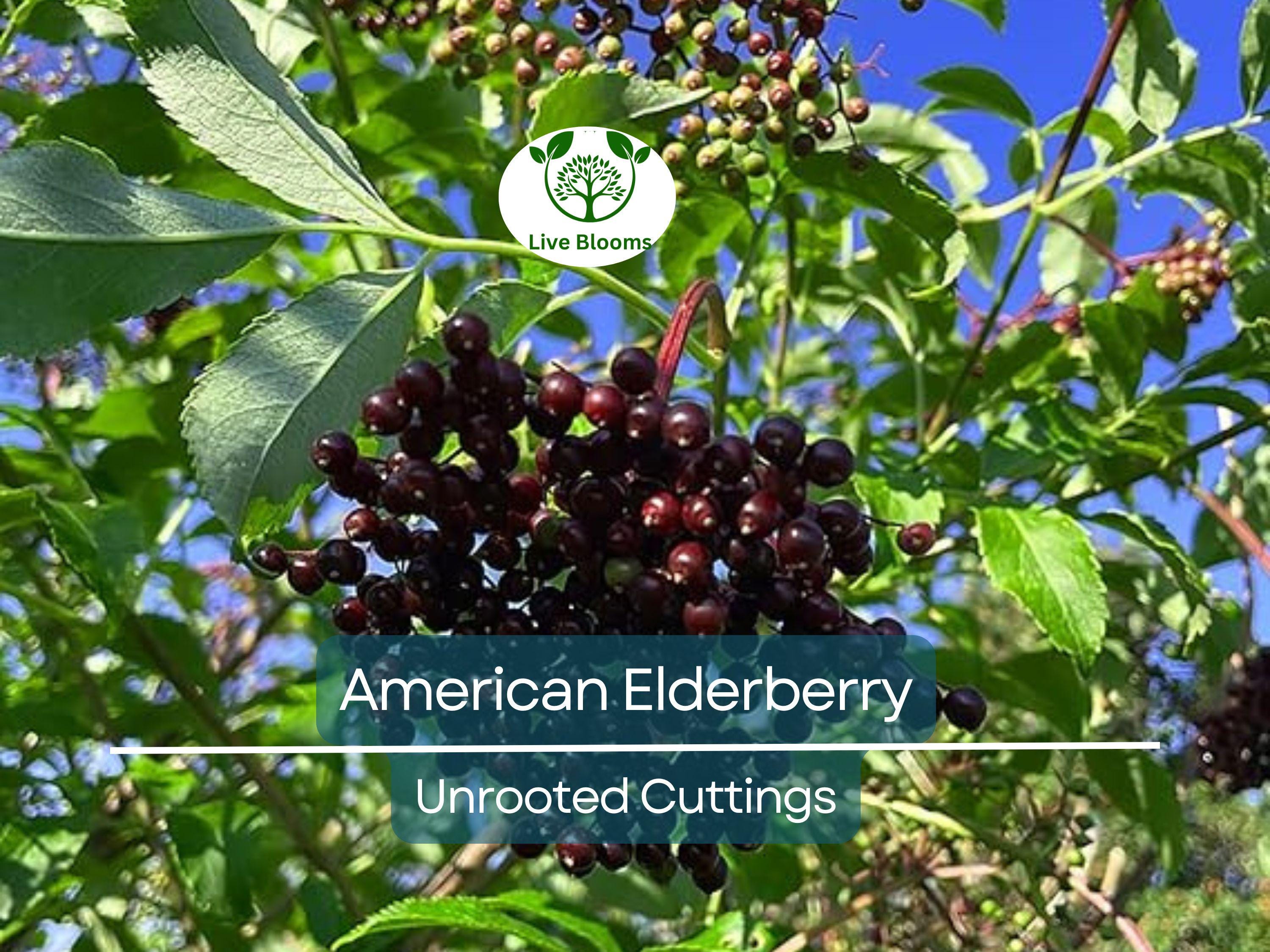 10 American Elderberry Unrooted Cuttings - Sambucus Canadensis - Elderberry Plant for Health, Home Garden Berries