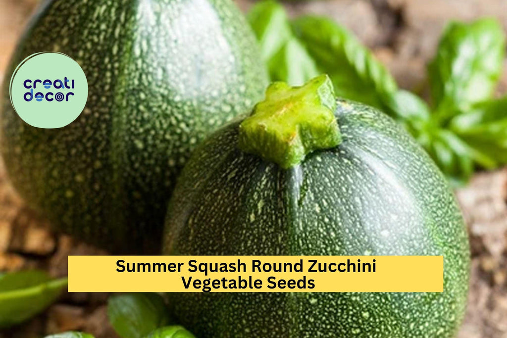 3pcs of 1g Round Zucchini Seeds – Summer Squash for Grilling, Roasting, and Stuffing, Easy to Grow in Any Garden Seeds for Planting