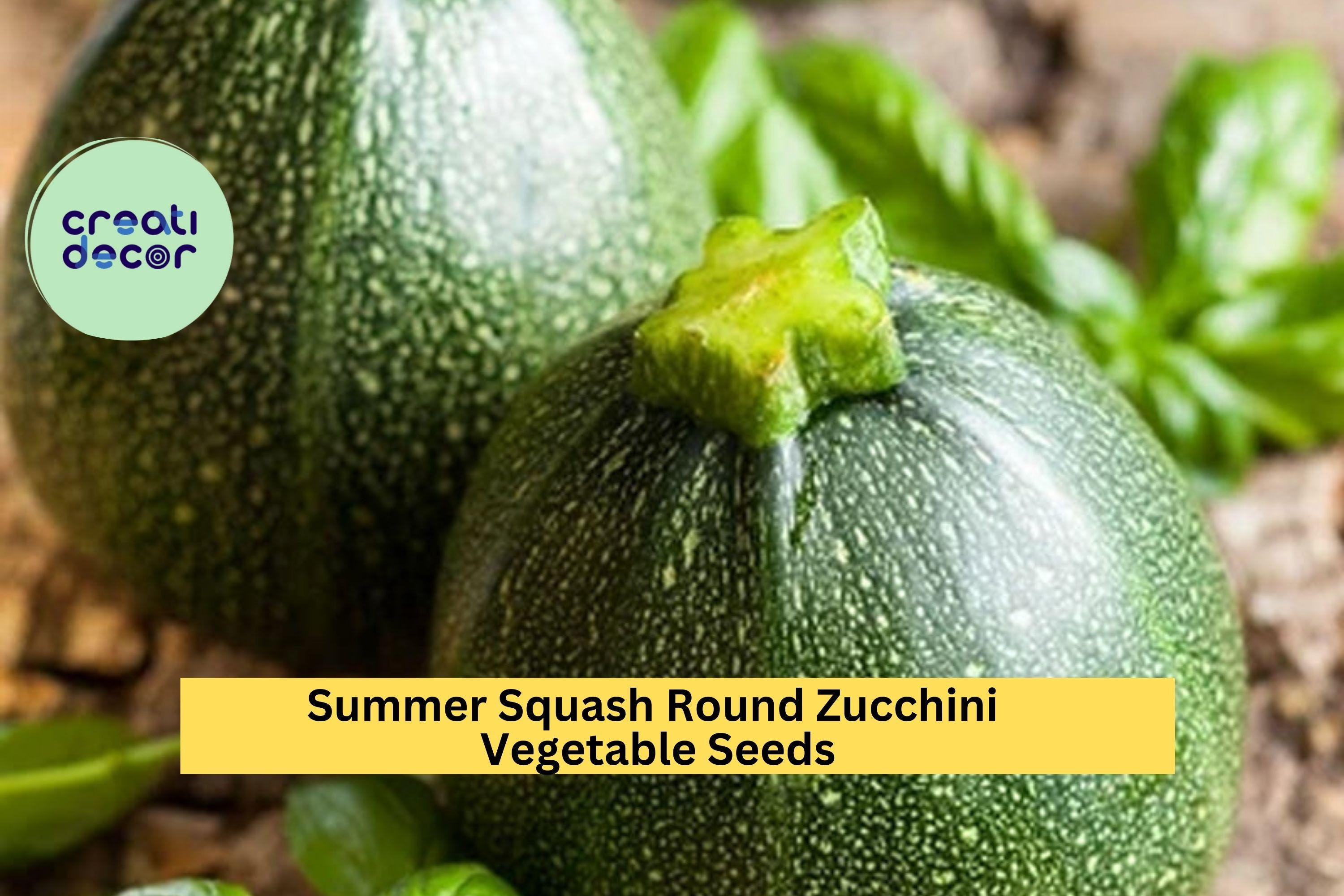 3pcs of 1g Round Zucchini Seeds – Summer Squash for Grilling, Roasting, and Stuffing, Easy to Grow in Any Garden Seeds for Planting