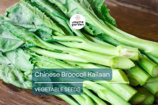 500mg Chinese Broccoli Kailaan Seeds - Open Pollinated Asian Green - Heirloom Non-GMO for Stir-Fries, Soups, & Garden Veggies