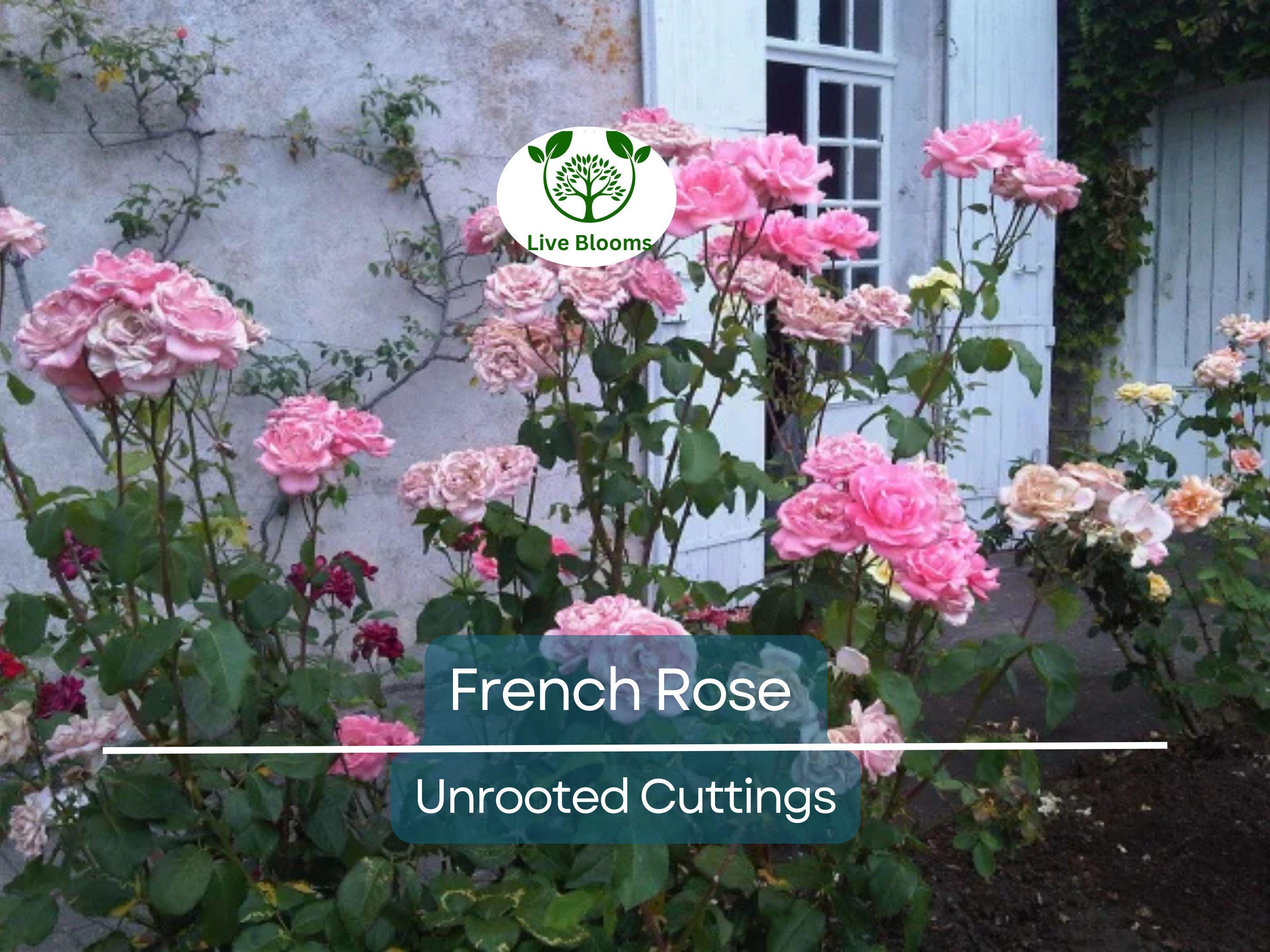 4 French Rose Unrooted Cuttings (Rosa) 6-8" - Premium Rose Bush Propagation - Perfect for Growing Your Own Rose Garden, Rooting & Planting