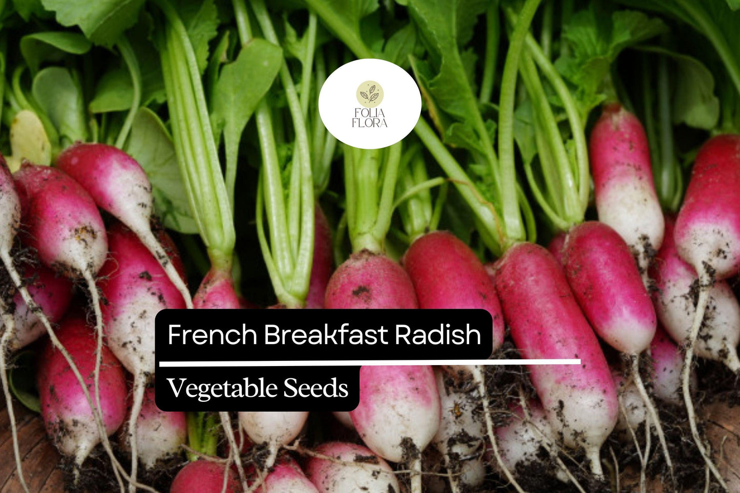 200 Seeds French Breakfast Radish (Raphanus sativus) – Crisp, Mild Flavor, Quick-Growing, Perfect for Salads and Snacking