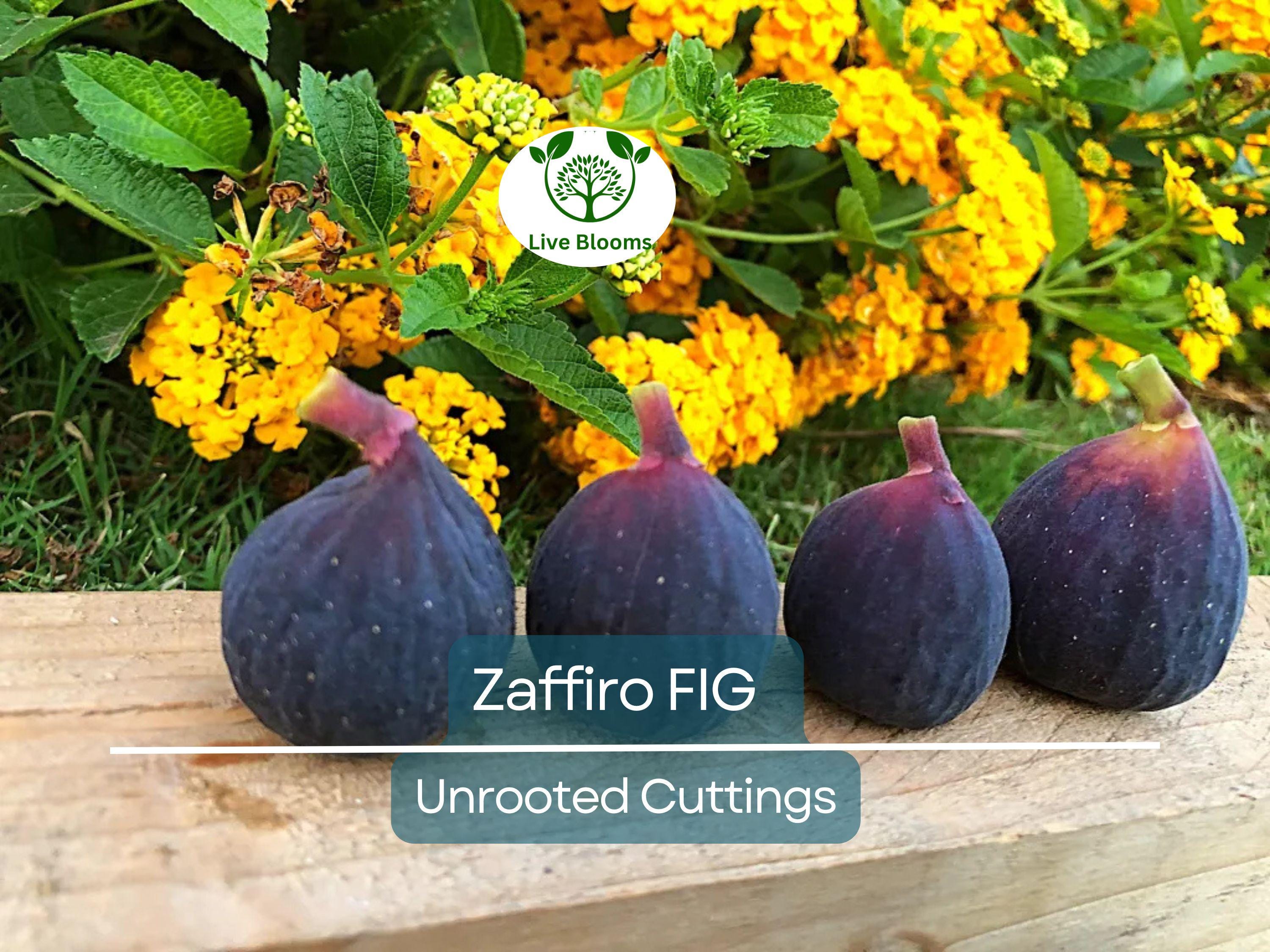 1 Zaffiro Fig Tree 6-8” (Ficus carica) - Premium Fresh Edible Figs, Great for Home Gardens