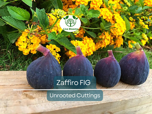 1 Zaffiro Fig Tree 6-8” (Ficus carica) - Premium Fresh Edible Figs, Great for Home Gardens
