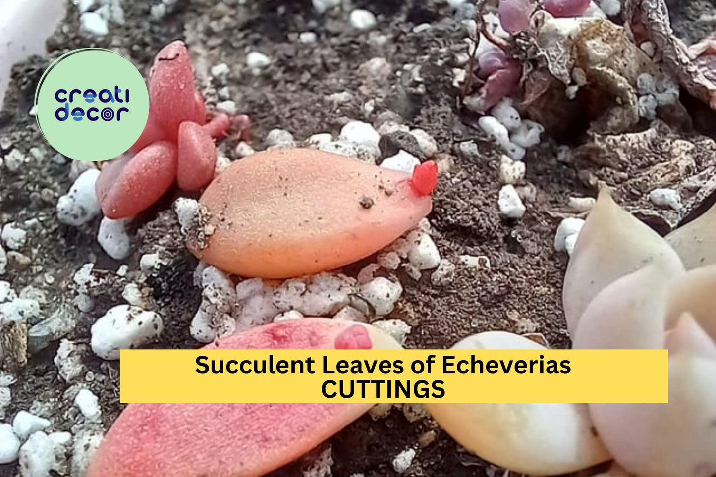 50 Succulent Leaves + 5 Cuttings – Mixed Types Including Echeveria, Sedum & More – Propagation Starter Set – Great Variety – USA