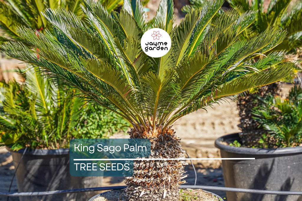 5 King Sago Palm Seeds (Cycas Revoluta) - Hardy Tropical Cycad, Slow-Growing Palm, 10-15 Ft Mature Height