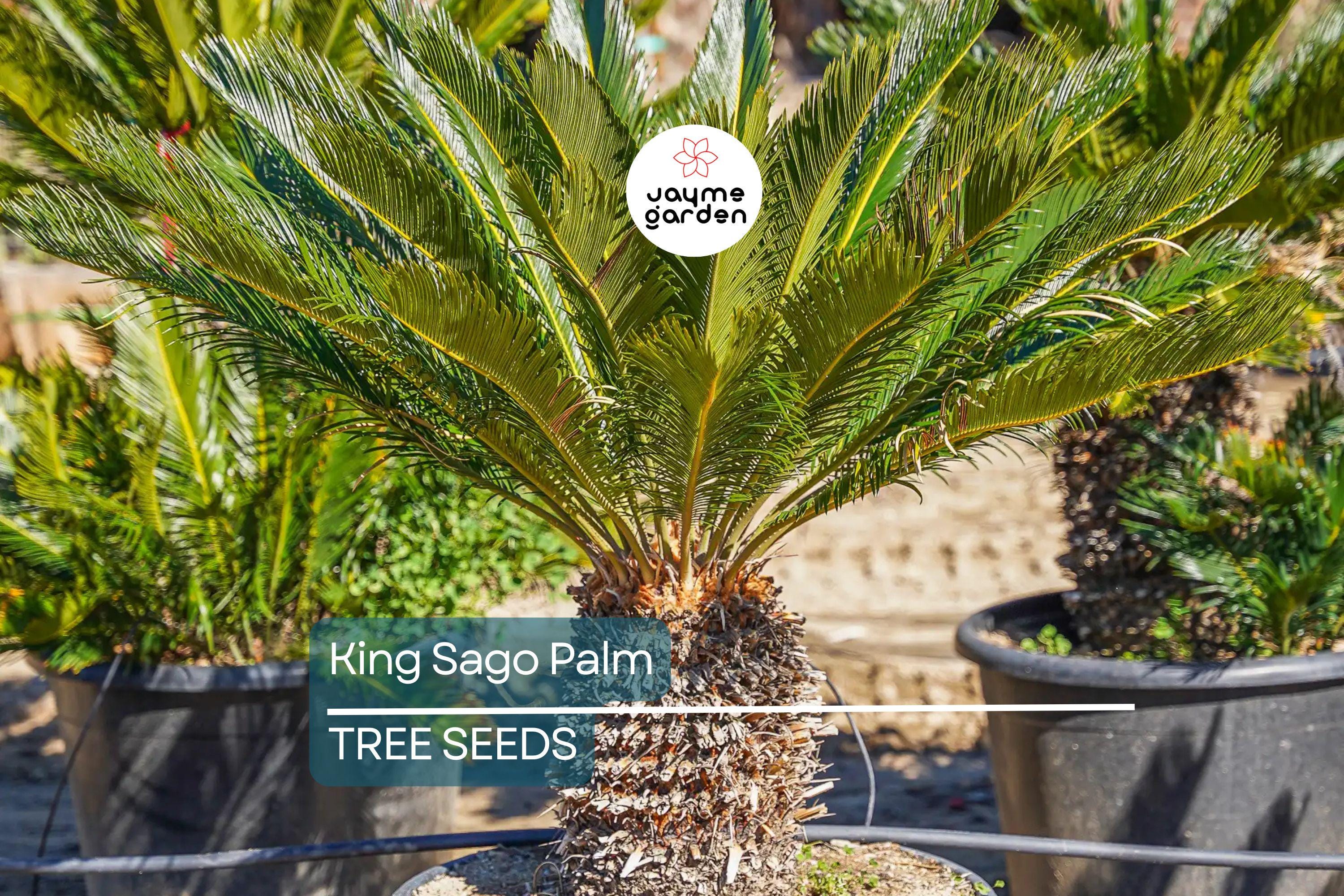 5 King Sago Palm Seeds (Cycas Revoluta) - Hardy Tropical Cycad, Slow-Growing Palm, 10-15 Ft Mature Height