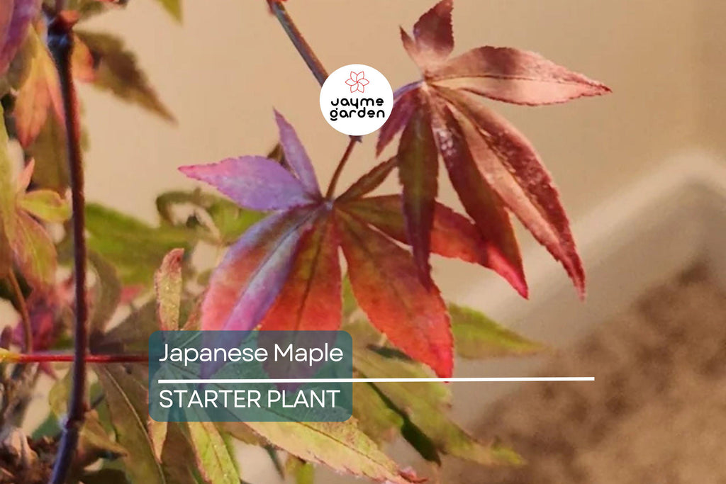 3 Dormant Japanese Maple Seedlings - Acer palmatum 'Bloodgood' - 8-10” Tall - Stunning Red Foliage - Ideal for Bonsai & Gardens