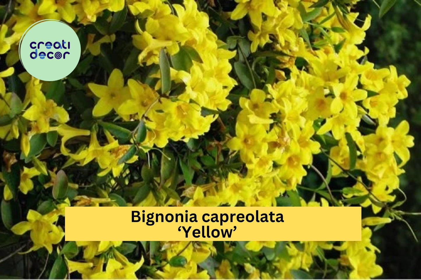 Yellow Crossvine – Bignonia capreolata ‘Yellow’ – Live Rooted Starter Plant, Hardy Flowering Vine That Attracts Butterflies