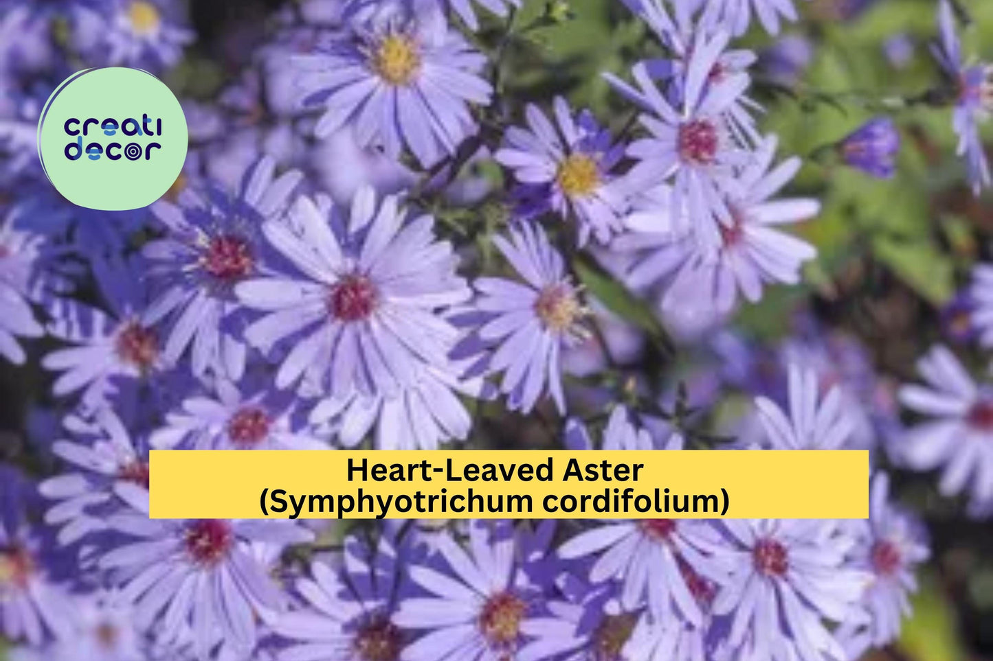 Heart-Leaved Aster Seeds – Symphyotrichum cordifolium – 500 Seeds – Native Perennial Wildflower for Pollinator Gardens
