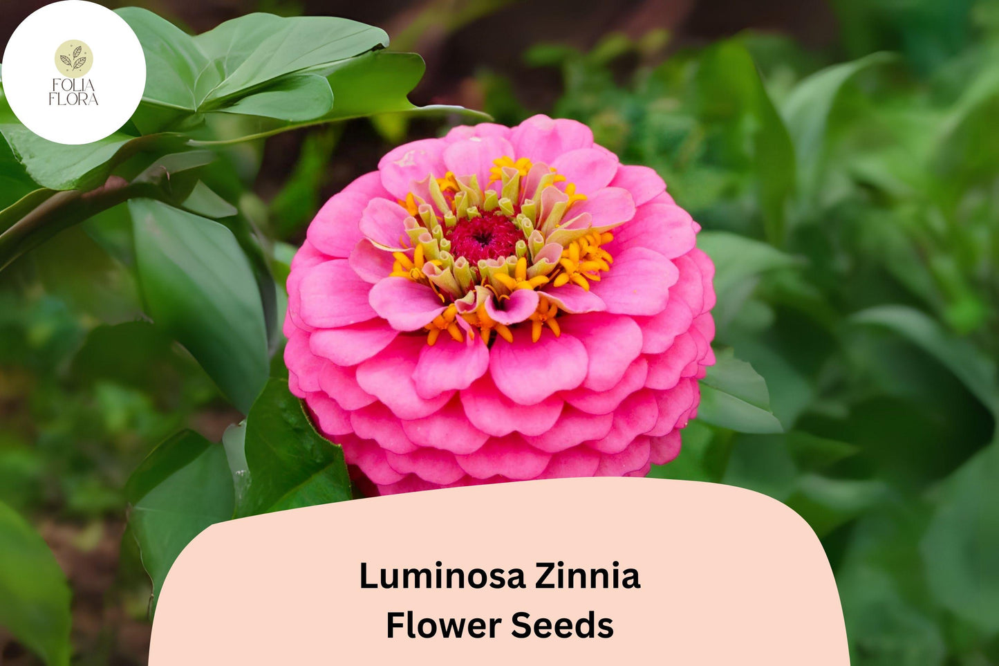 100+ Luminosa Zinnia Seeds – Bright Pink Blooms for Garden Planting, Borders & Cut Flower Arrangements