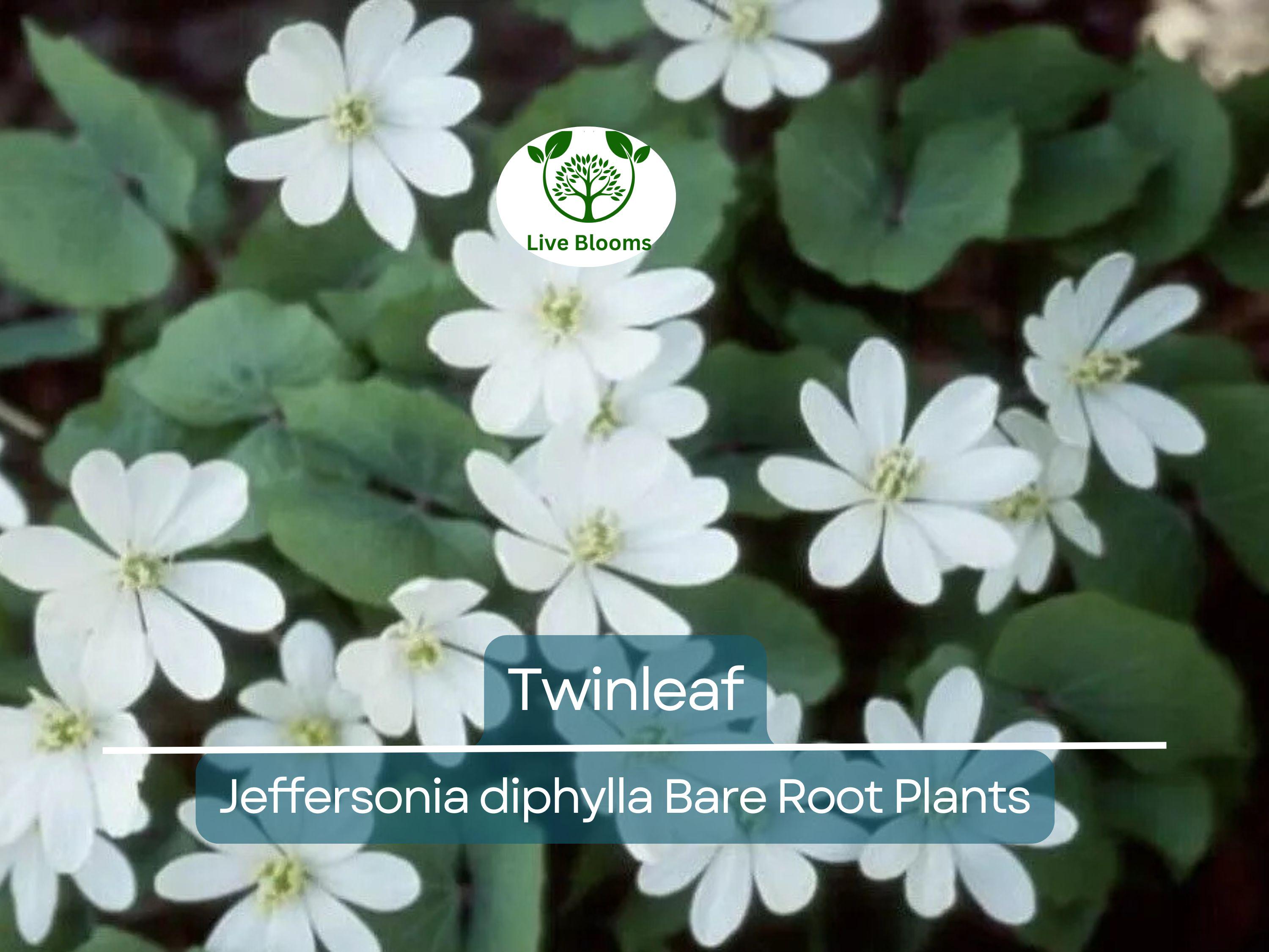 10 Twinleaf Bareroot Plants – Jeffersonia diphylla – Organic Native Wildflower, Shade Perennial, Woodland Garden, Rare Herb