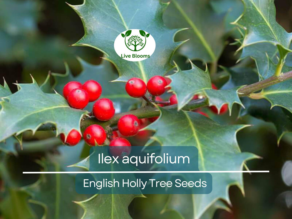 10 Seeds Ilex Aquifolium – English Holly for Planting | Evergreen Shrub for Privacy, Hedges, and Wildlife Gardens