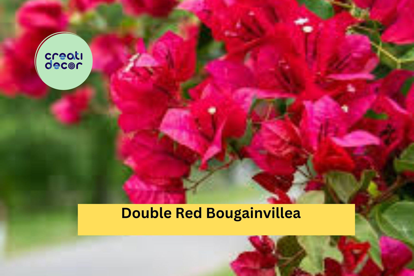 Double Red Bougainvillea Plant | Live Rooted Starter Plug | Vibrant Flowering Vine for Outdoor Garden, Trellis, or Container