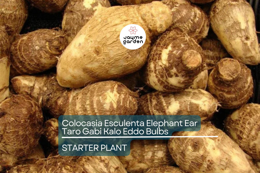 15 Colocasia Esculenta Bulbs - Elephant Ear Taro, Gabi, Kalo, Eddo - Ready to Grow, Tropical Plants