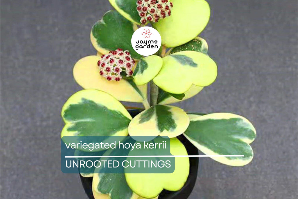 Variegated Hoya Kerrii Cutting (Unrooted) - Multiple Node Options for Propagation