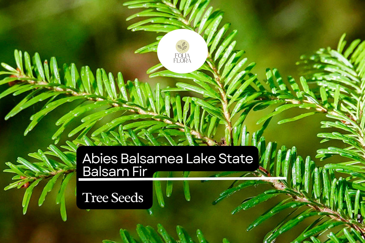 Balsam Fir Seeds 250mg | Abies balsamea | Lake State Balsam Fir, Evergreen Conifer, Fragrant Needle Tree, Hardy, Wildlife-Friendly