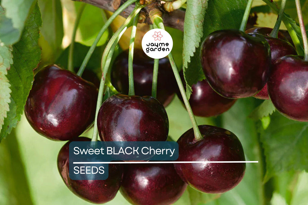 30 Fresh Black Cherry Tree Seeds - Sweet Fruit, Easy to Grow, Perfect for Home Gardens