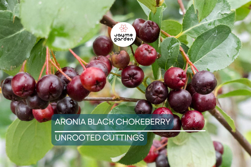 Aronia Black Chokeberry Cuttings - Set of 12 Unrooted, 6-8" Long, Aronia melanocarpa, Ideal for Propagation