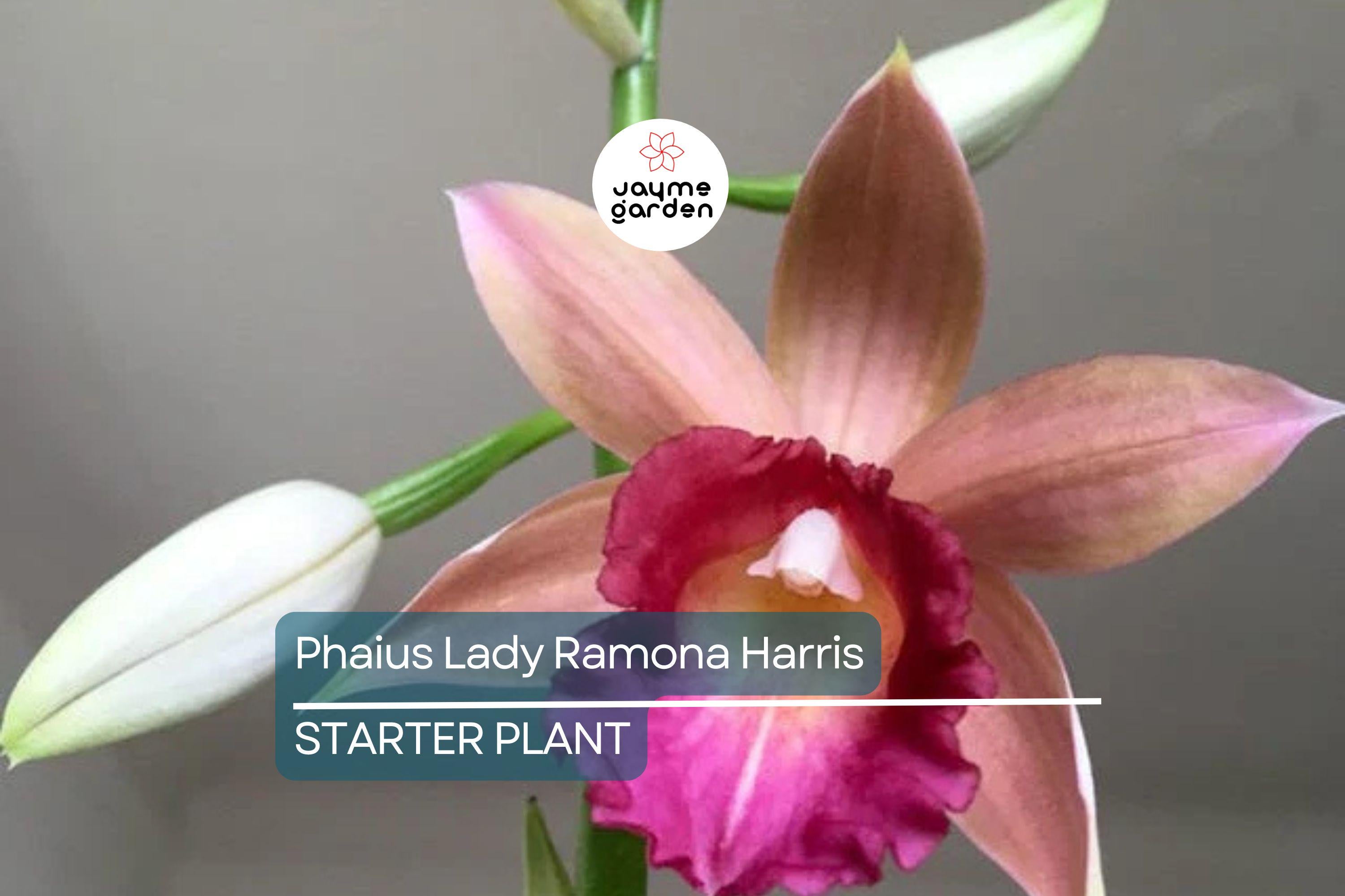 Phaius Lady Ramona Harris ‘Looking @ You’ Orchid | Live Plant | Red-Maroon Flowers | 3-Inch Pot | Indoor/Outdoor Subtropical Orchid