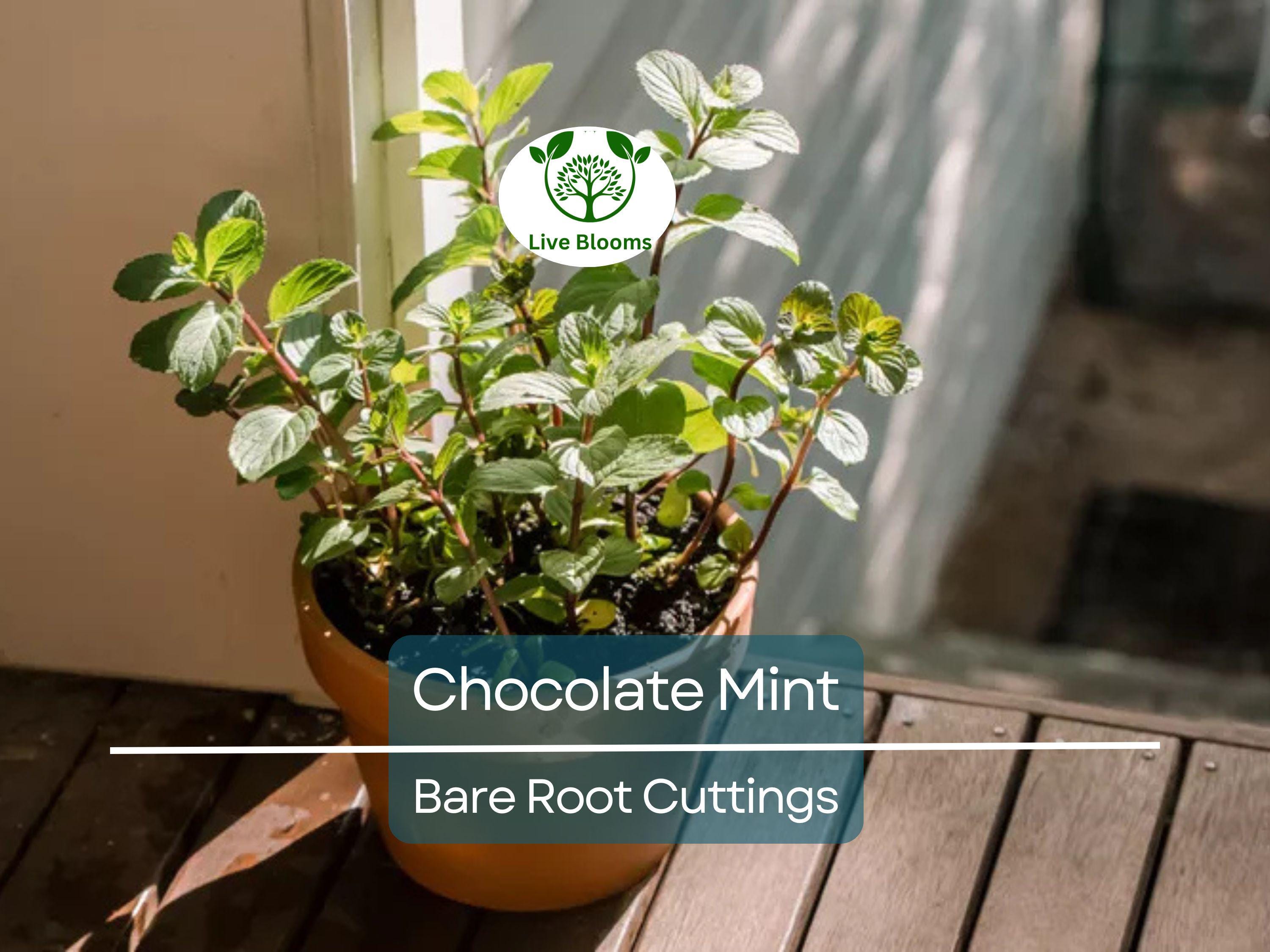 6 Chocolate Mint Bare Root Cuttings, Mentha x piperita, Fresh Aromatic Herb, Perfect for Growing, Sweet Mint Flavor for Tea & Cooking