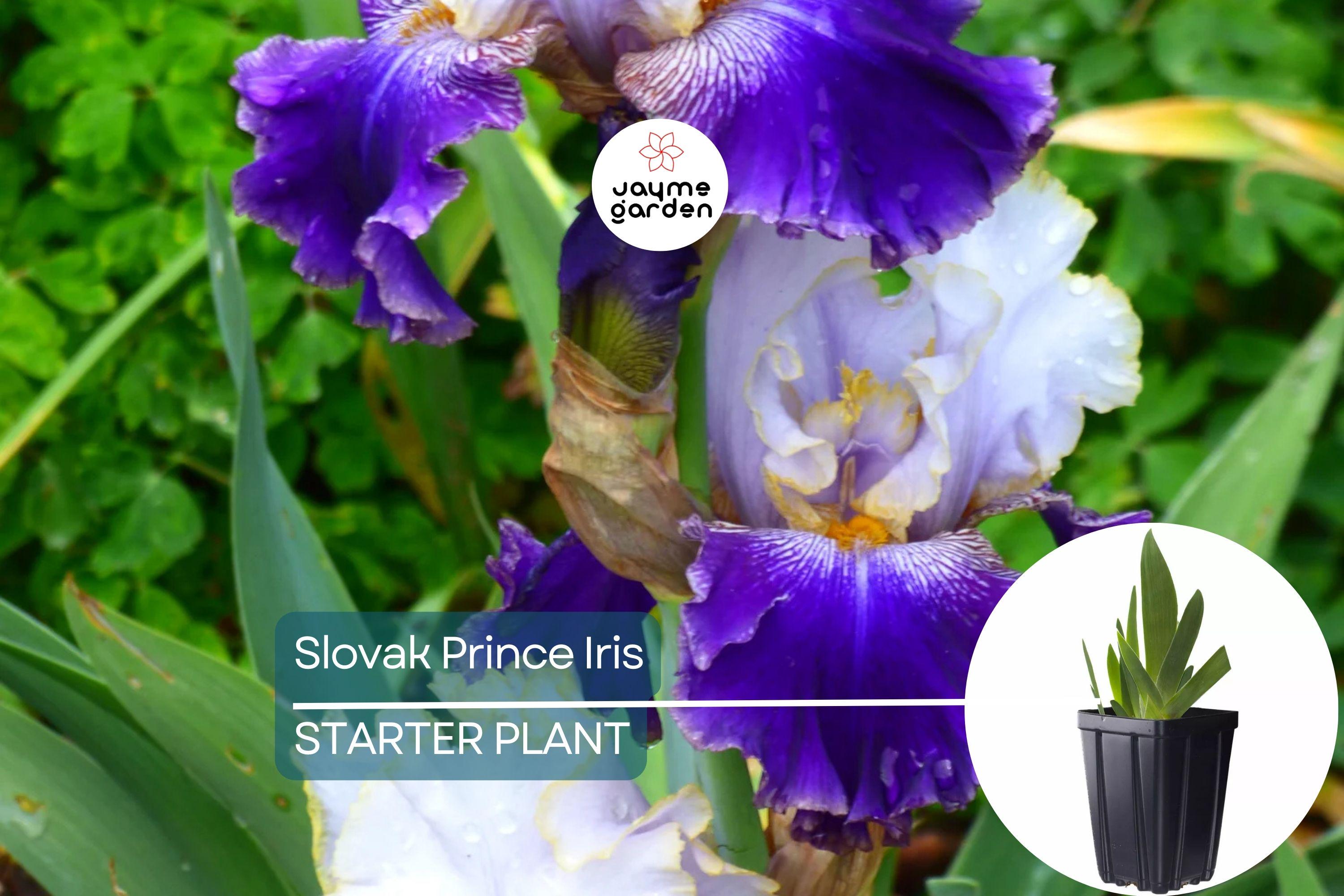 Slovak Prince Iris – 36" Tall | Fragrant Purple, White & Gold Flowers | Quart Pot | Perennial, Deer-Resistant | Zones 3-10