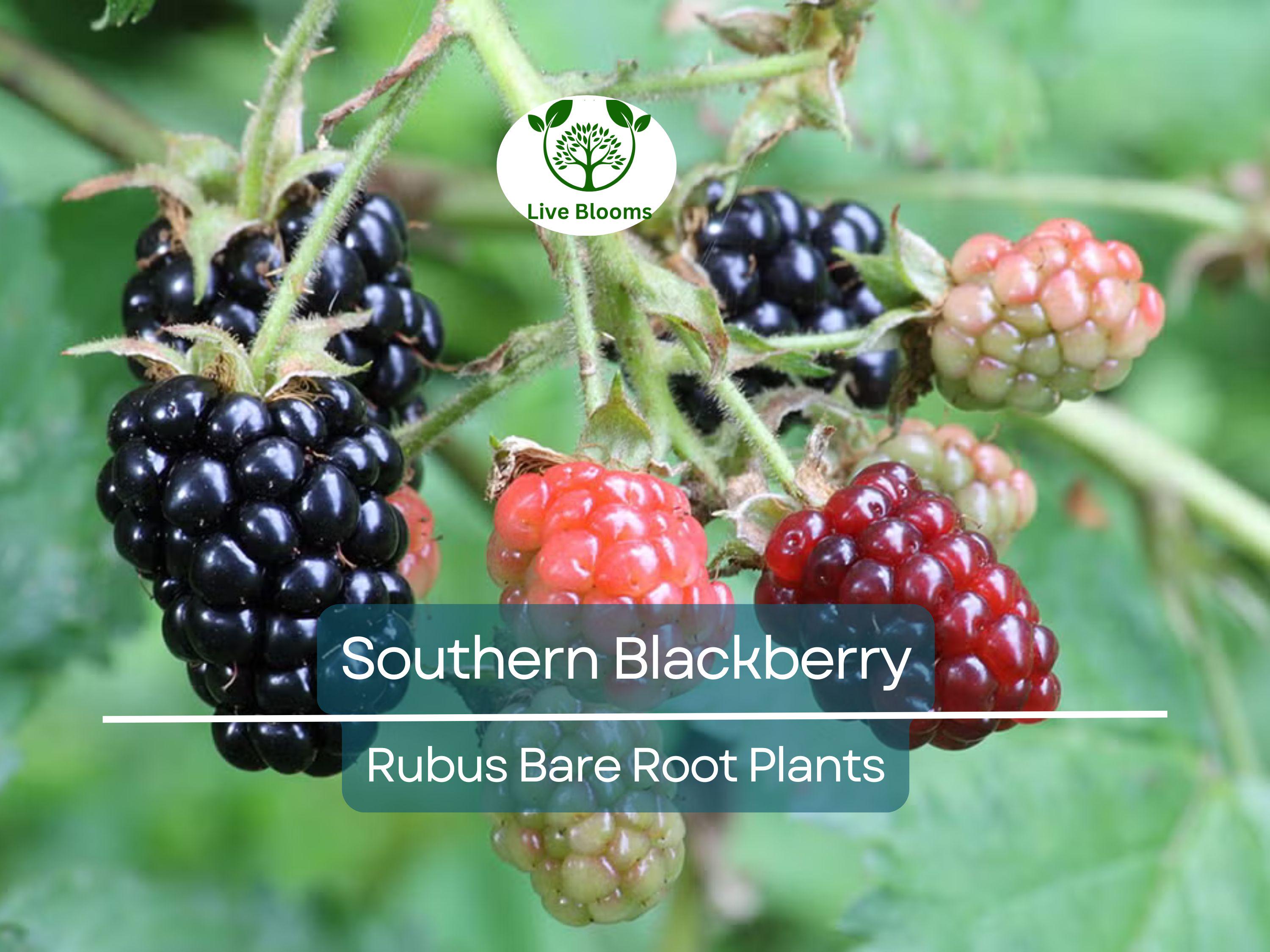 3 Southern Blackberry Plants – 2–3 Ft Tall Live Bare Root – Large, Sweet Fruit Bushes – Hardy & Fast Growing for Home Gardens